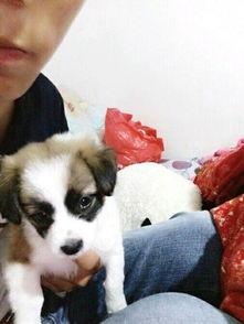 娱乐吃瓜酱宠物收养