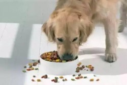 胖犬来爆料最新一期,最新一期节目幕后花絮大曝光！